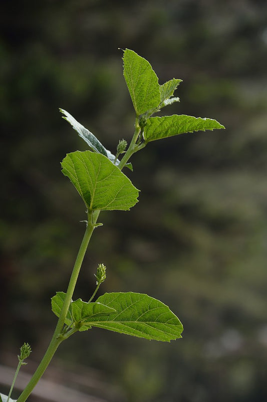 By Biswarup Ganguly, CC BY 3.0, https://commons.wikimedia.org/w/index.php?curid=23839722