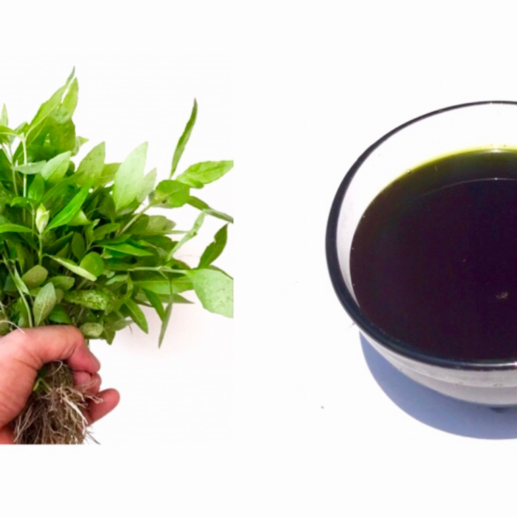Benefits of Eclipta Prostrata Oil