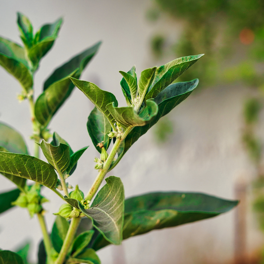 The Benefits of Ashwagandha for Acne