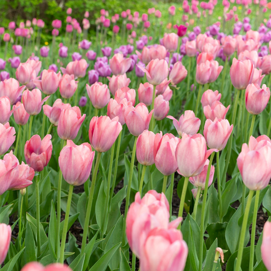 The Beauty of Gulnar Flowers