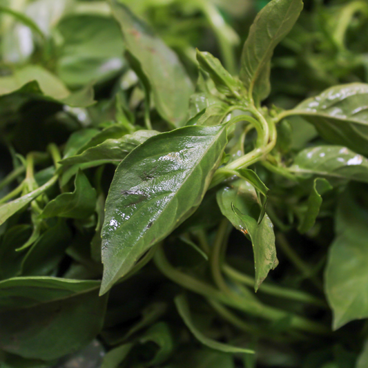 6 Surprising Health Benefits of Basil Oil