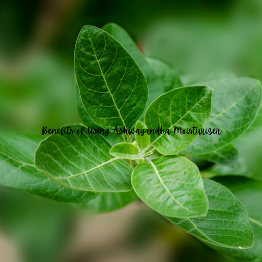 Benefits of Using Ashwagandha Moisturizer