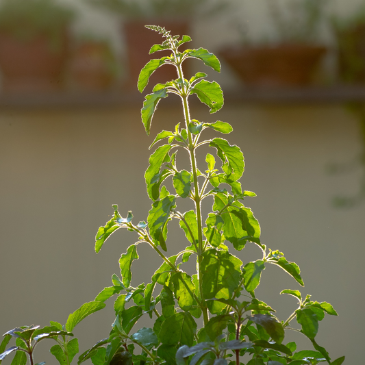 6 Ways Tulsi Benefits Your Skin