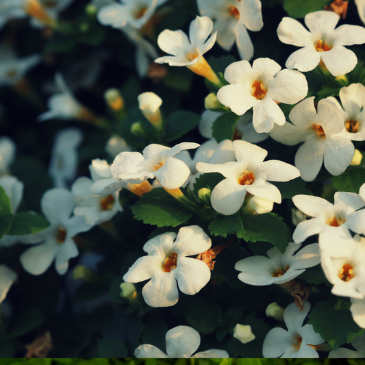 The Benefits of Using Brahmi for Hair