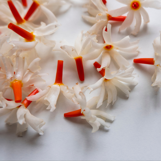 The Mythical and Medicinal Parijat Tree