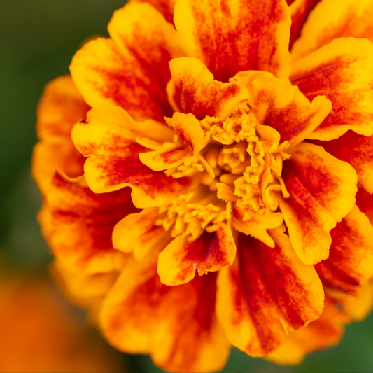 what is eating my marigolds leaves
