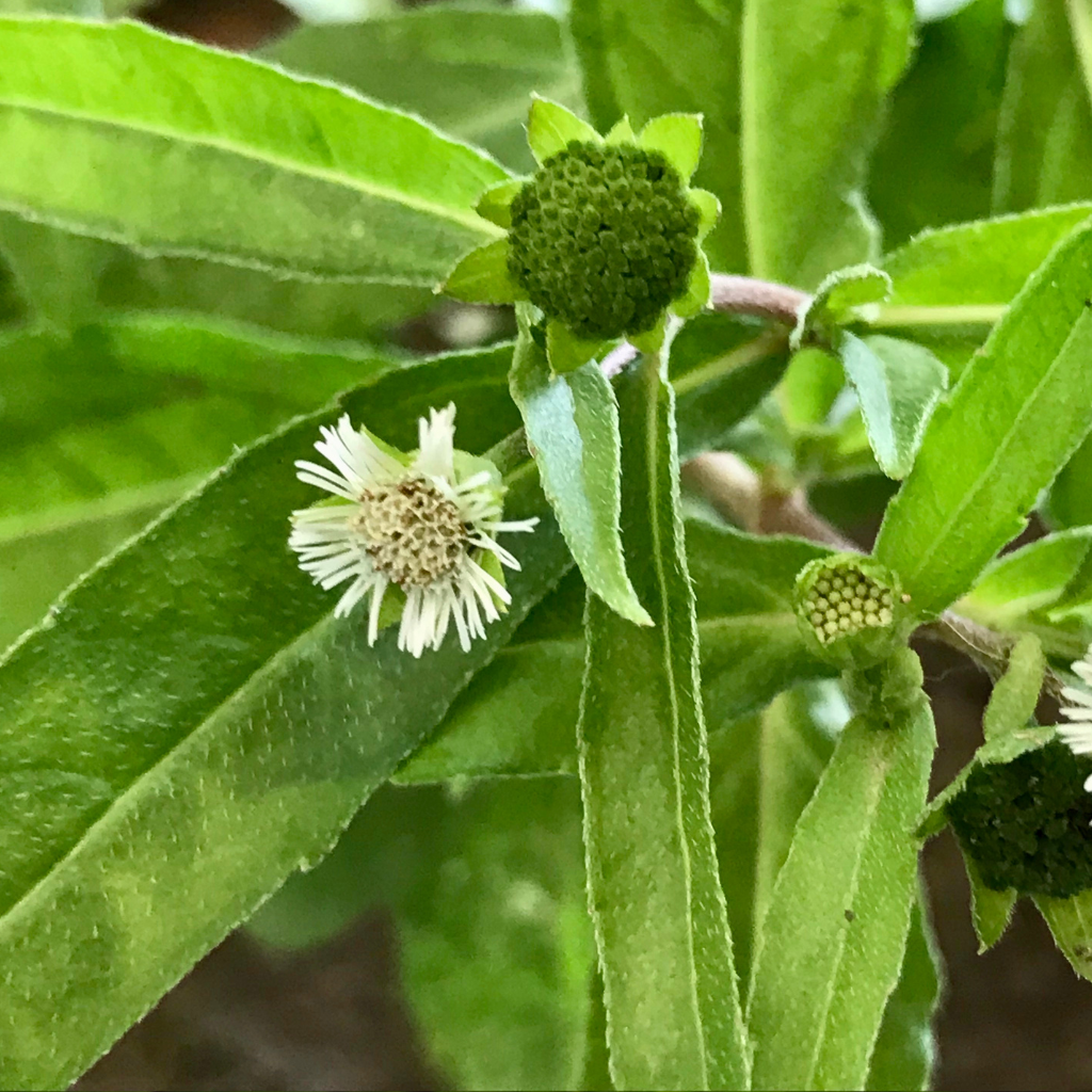 6 Ways to Use Bhringraj Powder