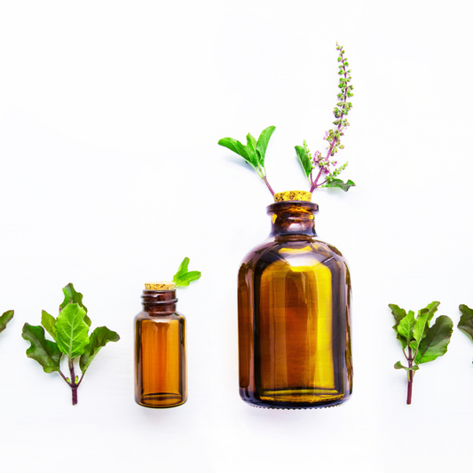 Exploring the Healing Properties of Basil Essential Oil