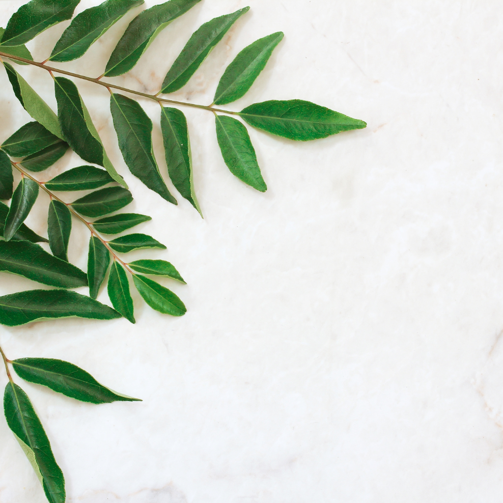 Top Ayurvedic Shops Near Your Location