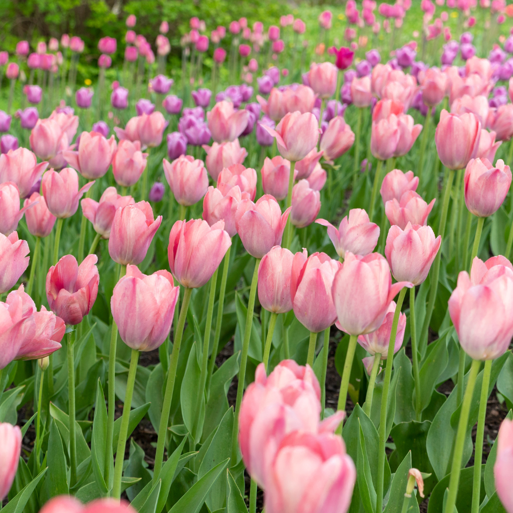 The Beauty of Gulnar Flowers