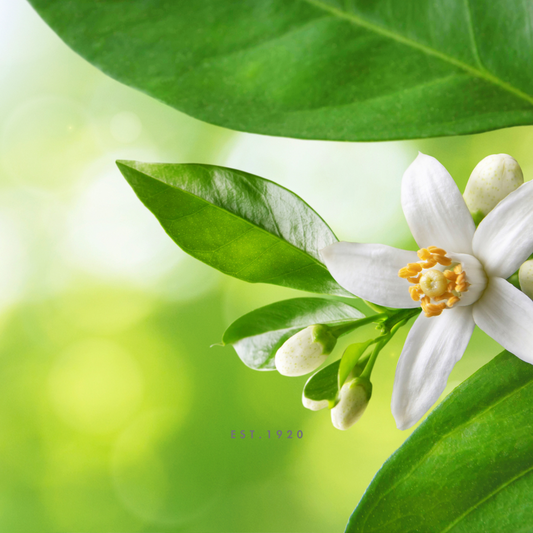Discover the Amazing Benefits of Neroli
