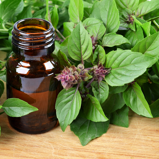 6 Surprising Health Benefits of Basil Oil