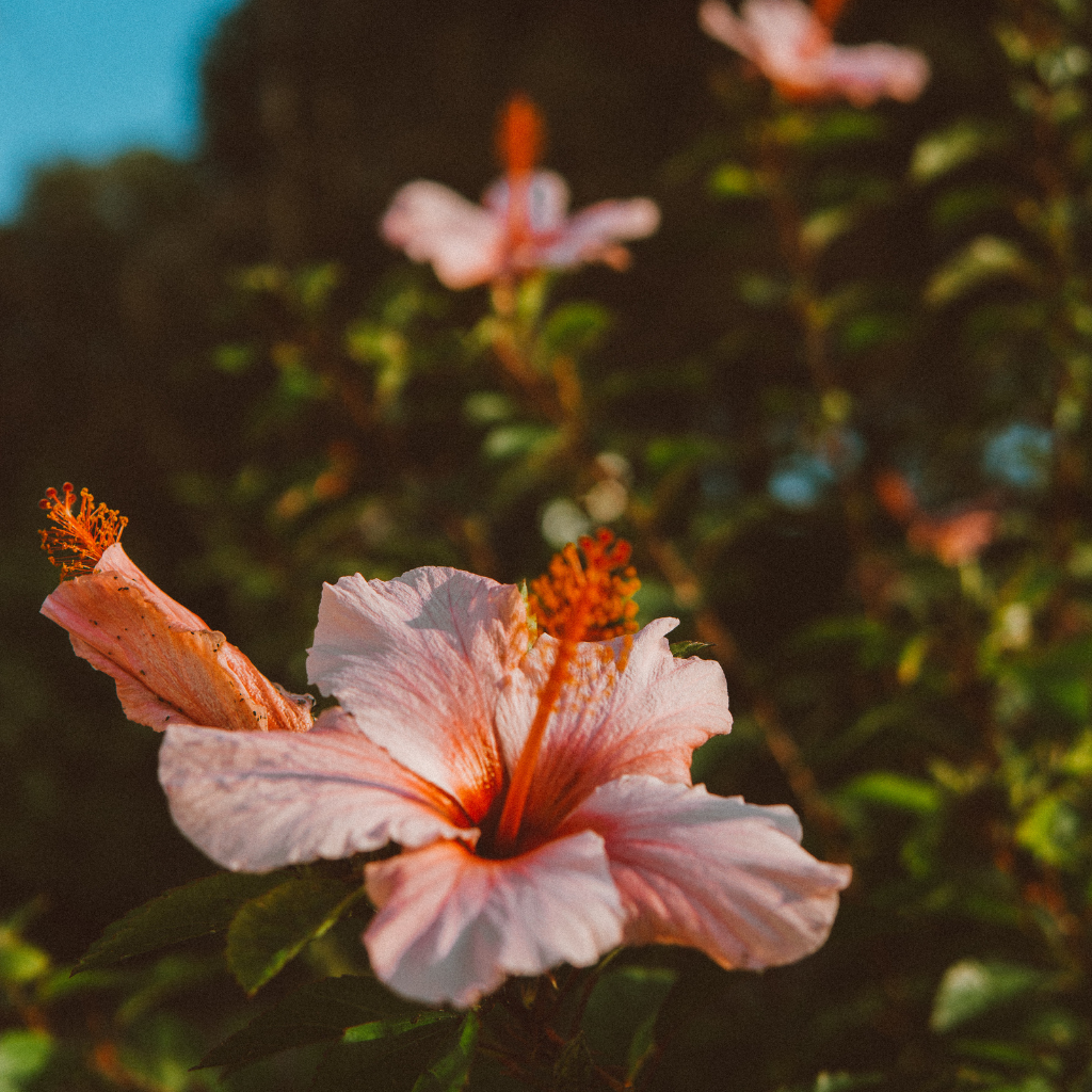 Achieving Vibrant Hibiscus Hair Color