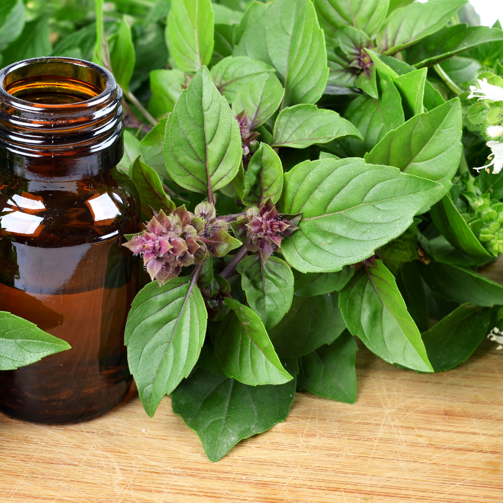 6 Surprising Health Benefits of Basil Oil