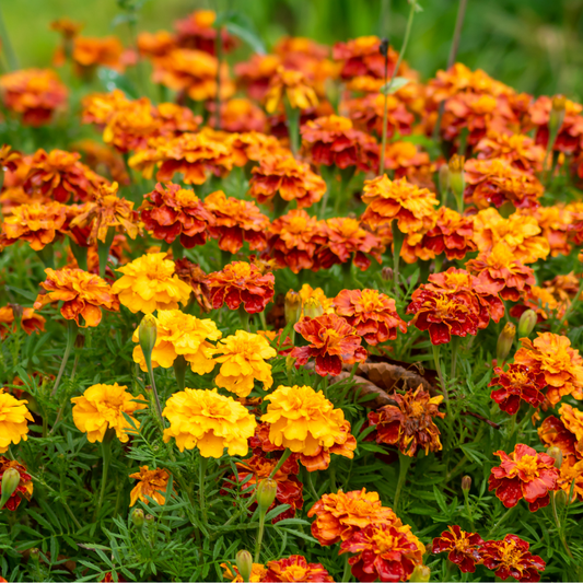 what is eating my marigolds leaves