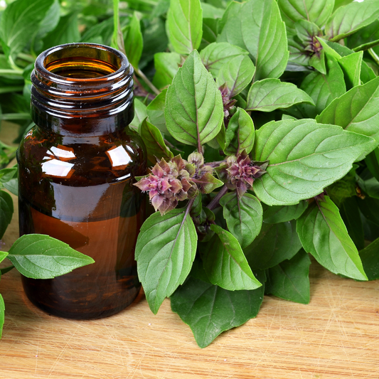 6 Surprising Health Benefits of Basil Oil