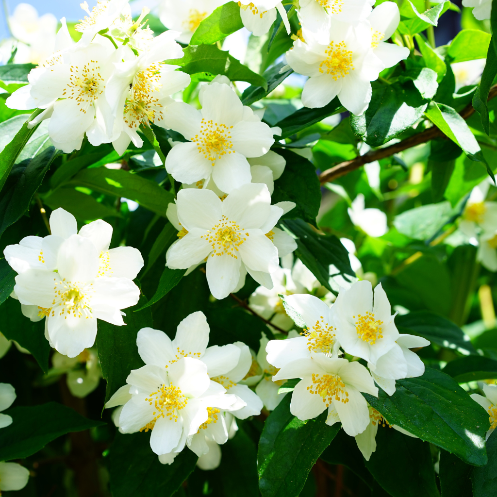 Exploring the Health Benefits of Jasmine