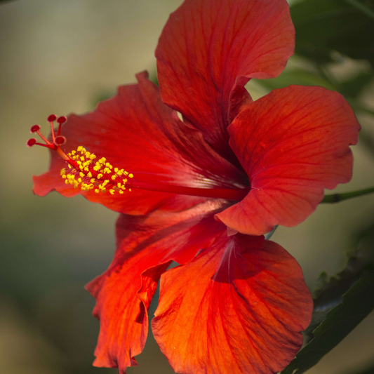 What to do with hibiscus flowers